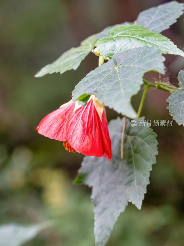 春天的苘麻风铃花特写