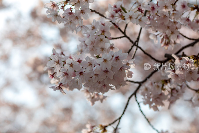 春天樱花开花特写