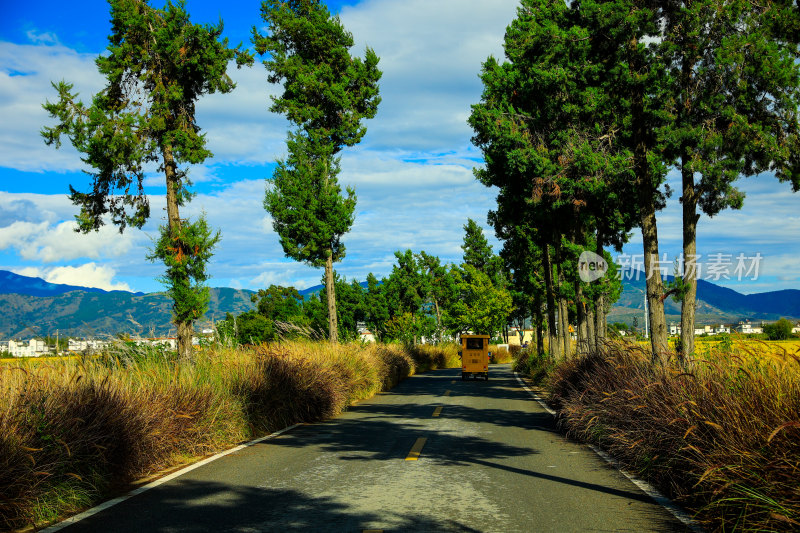 乡村公路旁绿树田野风景