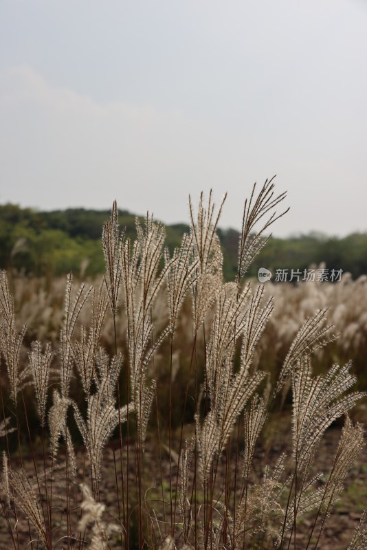 良渚古城遗址公园池中寺粮仓的芦苇荡