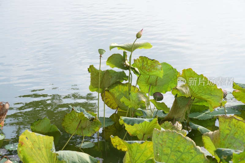 广东东莞：横丽湖沿湖风光