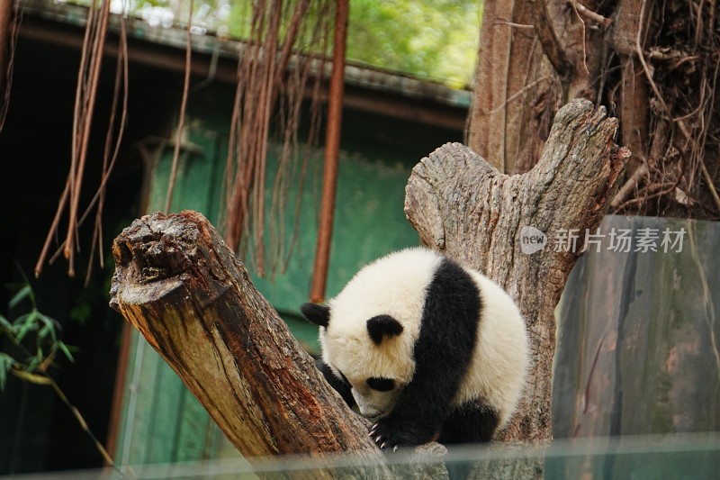 大熊猫幼崽抱树干休憩