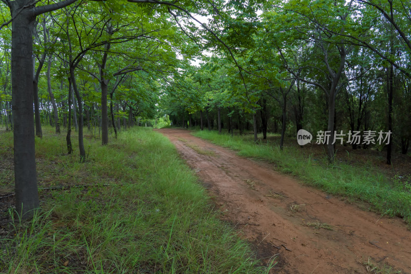 夏天绿色树林中黄土路