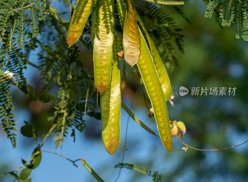 银合欢树上果实的特写镜头