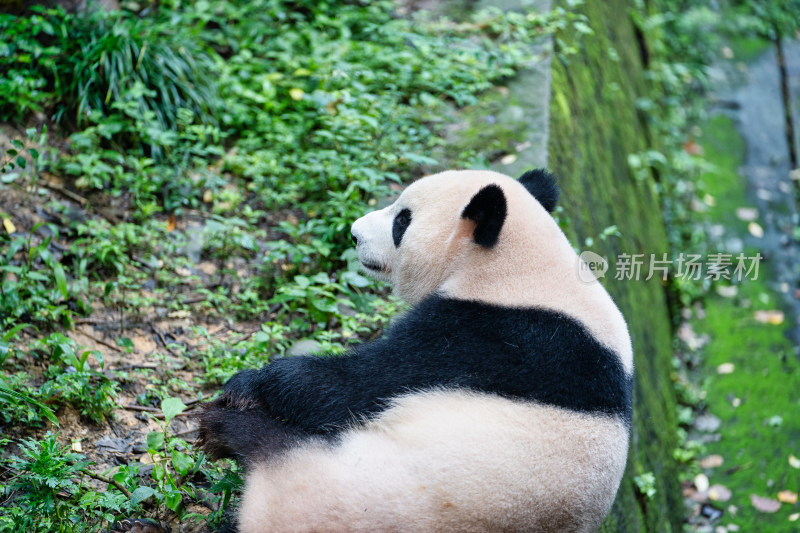 成都大熊猫繁育研究基地里的国宝大熊猫