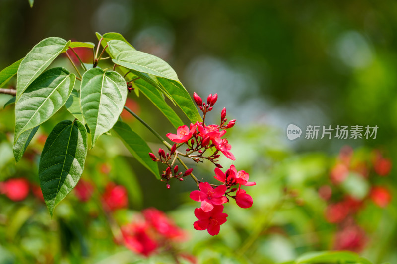 红色开花植物琴叶珊瑚