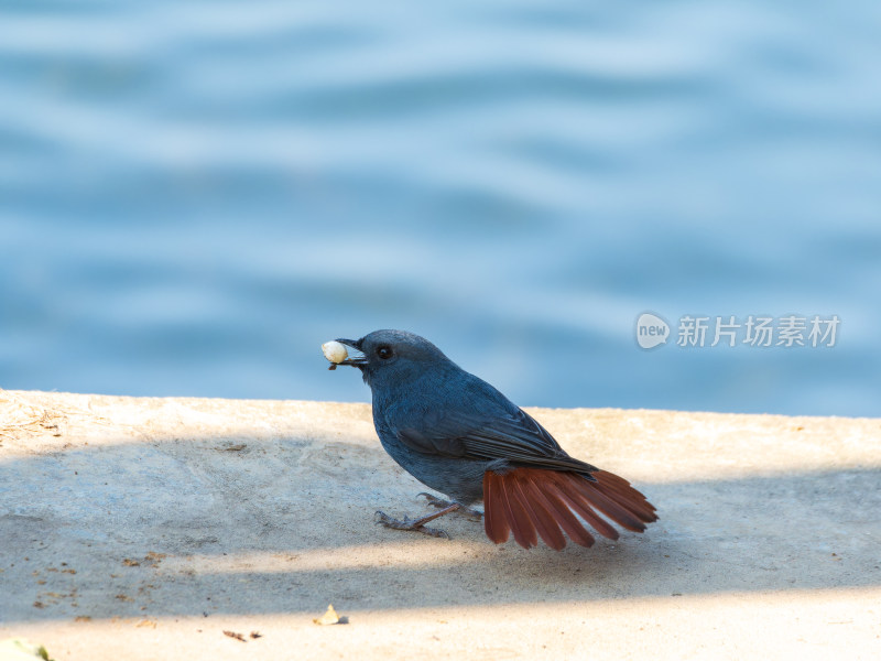 雄性红尾水鸲