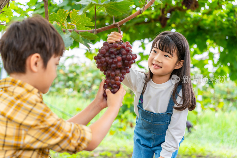 小朋友观察葡萄