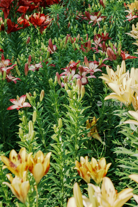 北京花乡公园百合花