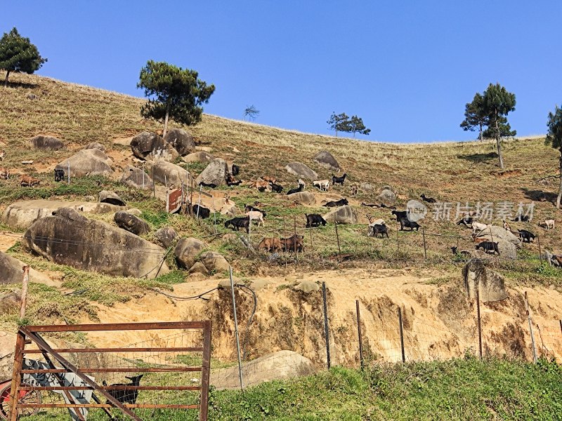 山坡上的羊群与岩石景观