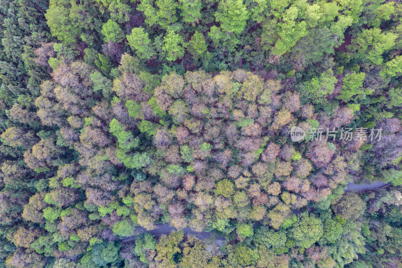 秋天树林森林植物航拍图