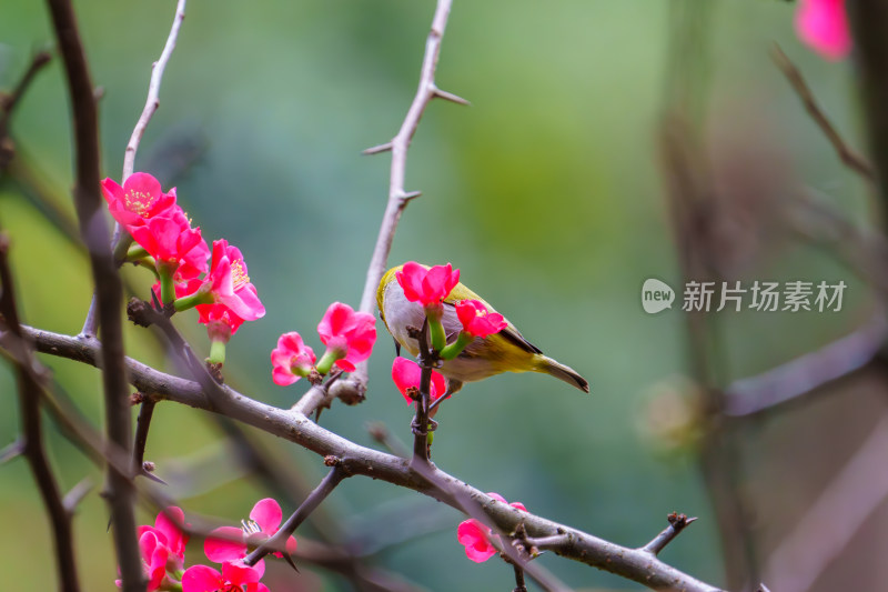 吃花蜜的灰腹绣眼鸟