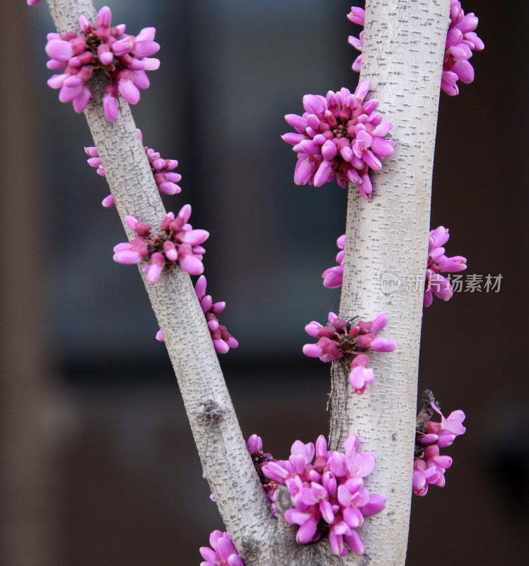 盛开的花朵