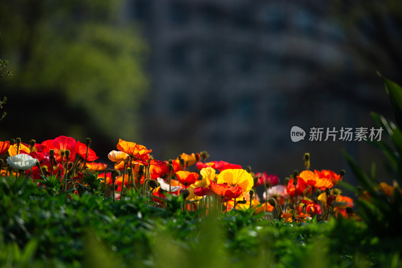 春天的花朵