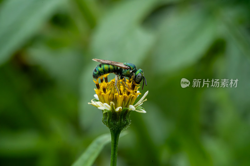 草丛中以花蜜为食的昆虫