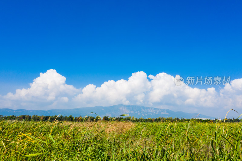 金色的稻田 昆明福保村