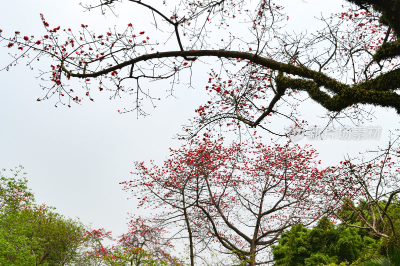 中山纪念堂里的木棉花