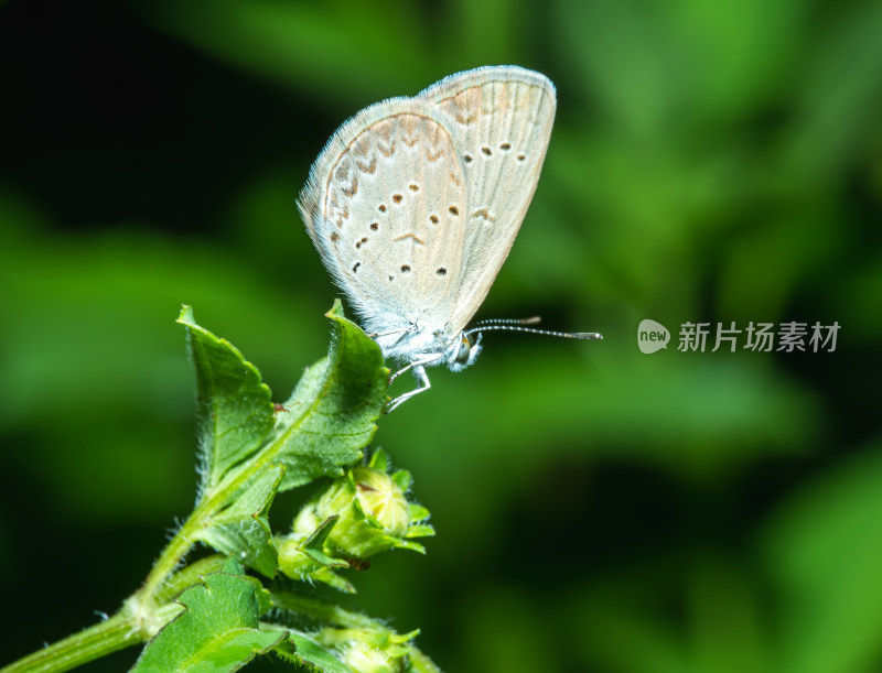 蝴蝶栖息在植物上