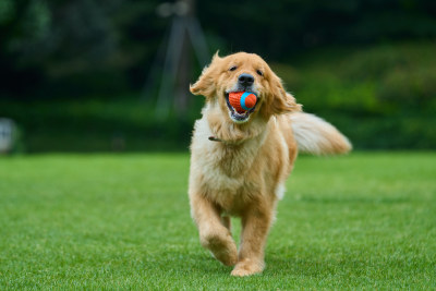 晴天在户外草地上欢快活动的金毛寻回犬