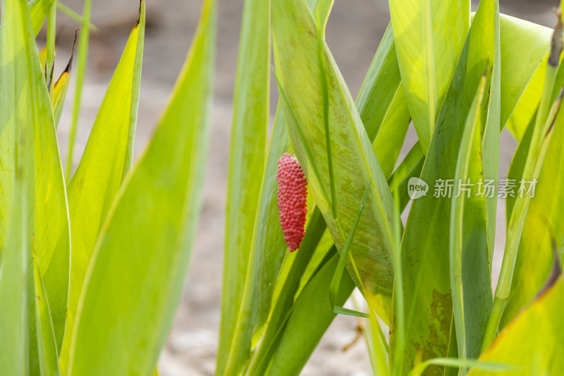 夏季公园湖边的福寿螺卵