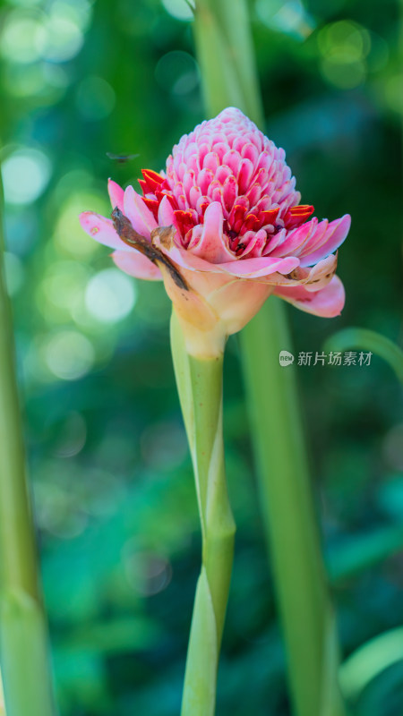 濒危物种红色名录茴香砂仁属植物火炬姜