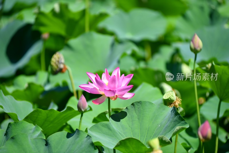 莲花荷花荷花池