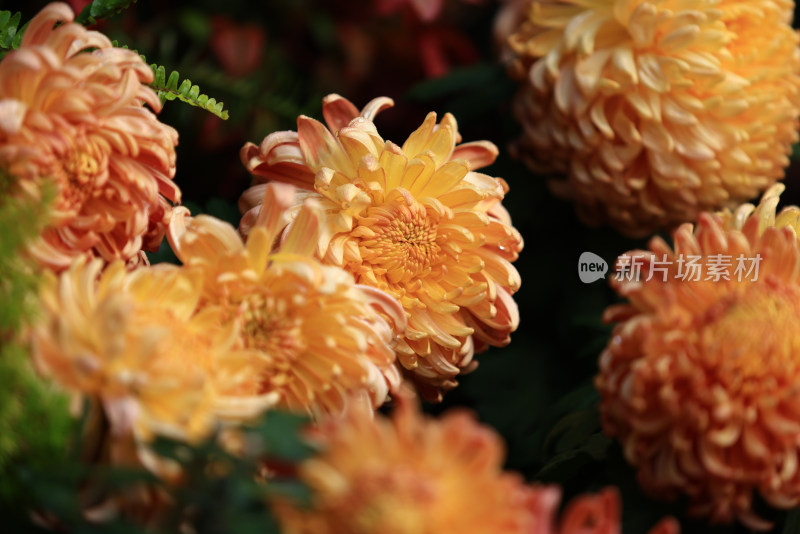 杭州植物园菊花展盛开的黄色菊花特写