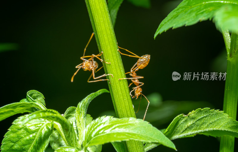 树叶上的蚂蚁特写镜头