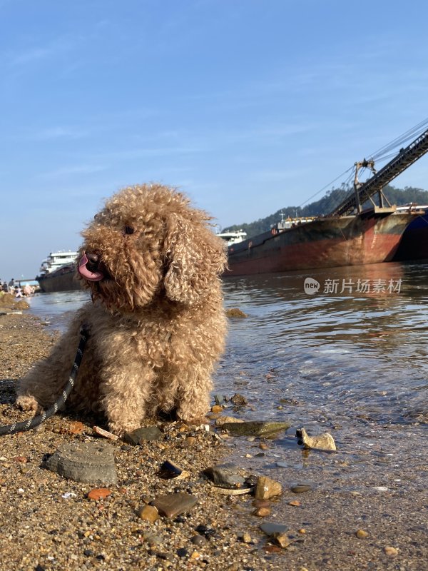 在沙滩上玩耍的狗狗