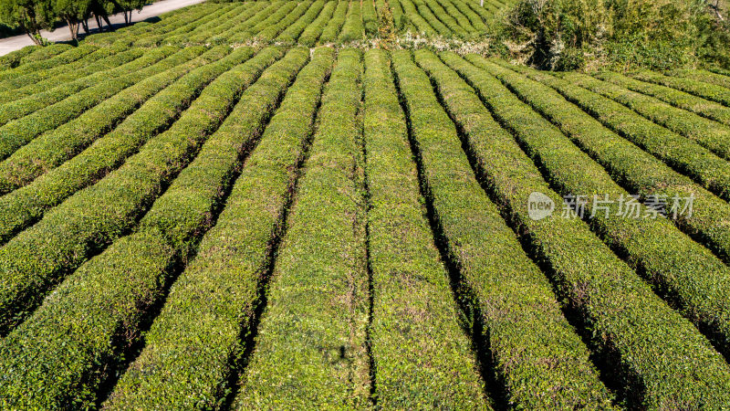 绿茶、茶园