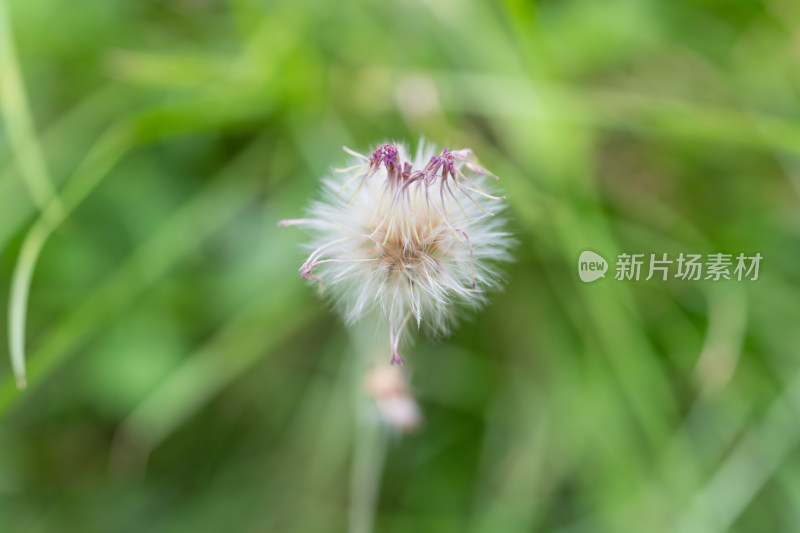 绿色背景中一朵毛茸茸的蒲公英特写