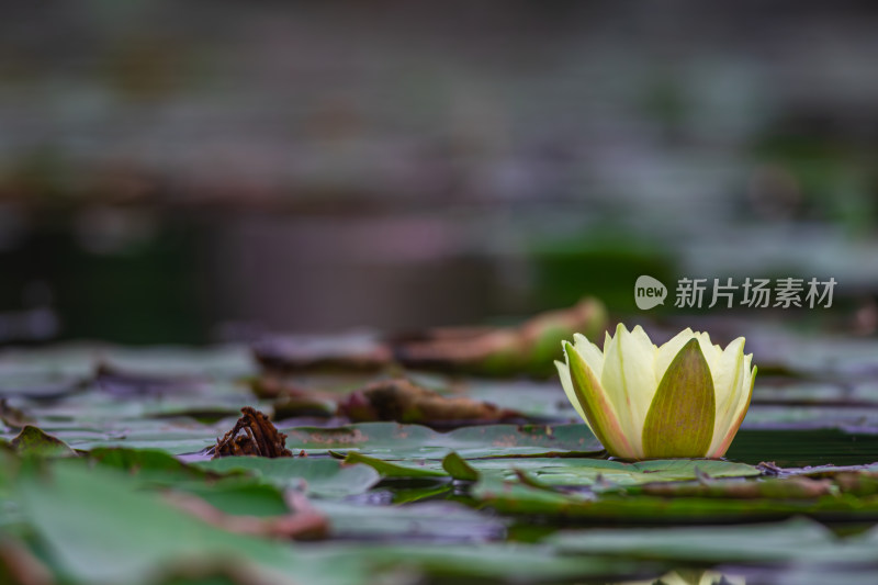 池塘中的荷花莲花