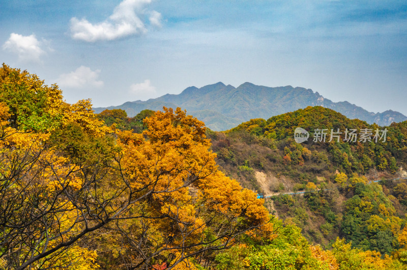 中国河南洛阳白云山风景区秋季满山的黄叶