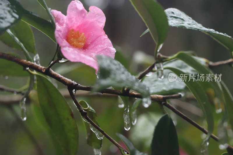 野外冰棱花