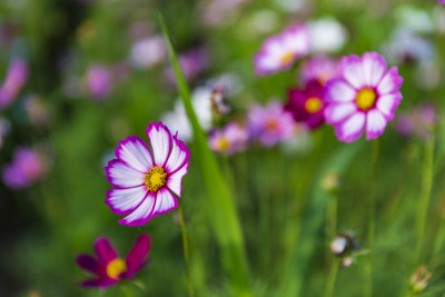 四季花卉盆景格桑花