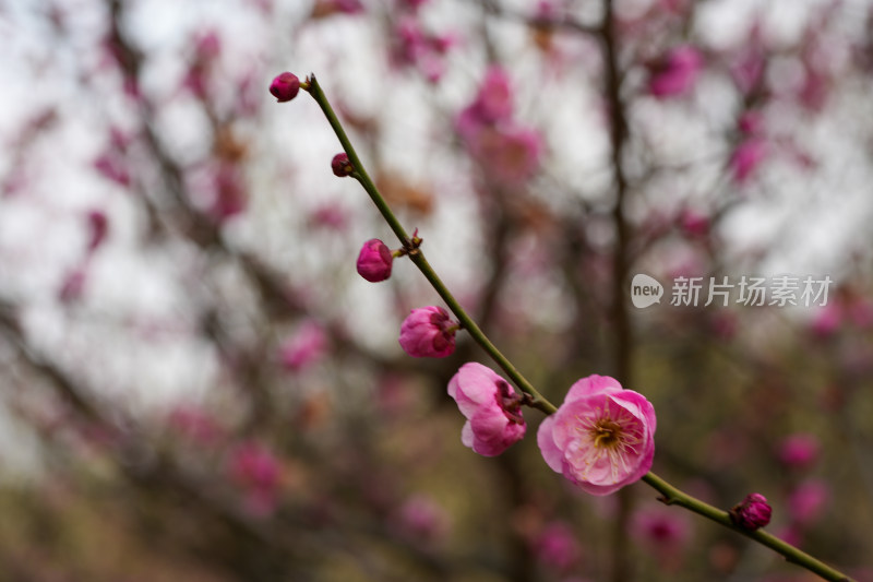 特写粉色梅花枝