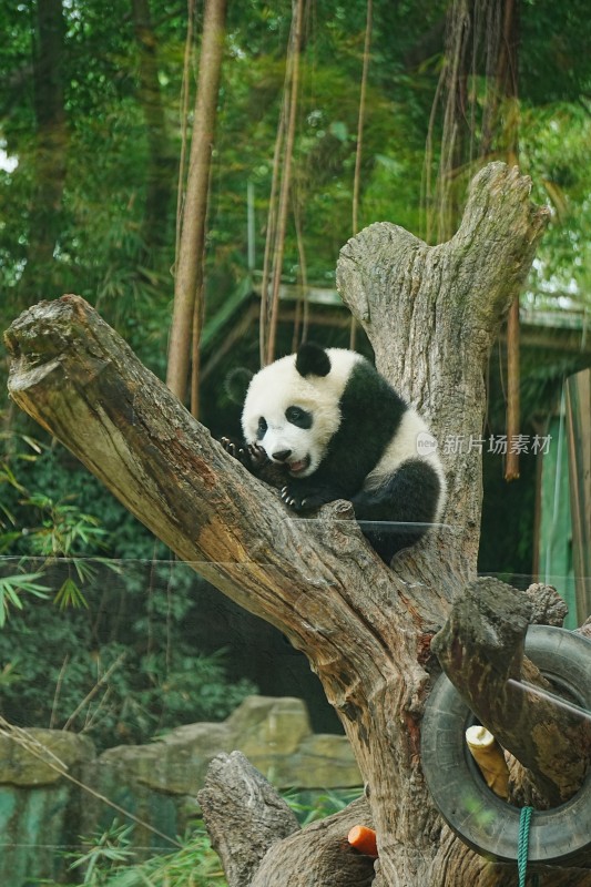 大熊猫幼崽妹猪趴在树干上休憩玩耍