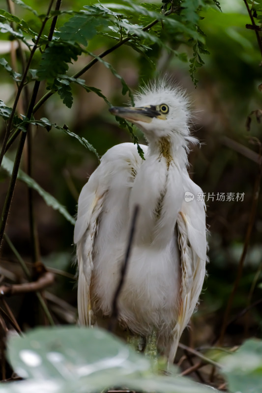 在望丛祠繁衍生息的池鹭