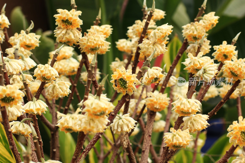 立春时节金黄的结香花盛开