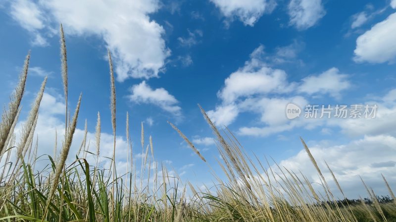 蓝天白云下随风摇曳的大片芦苇