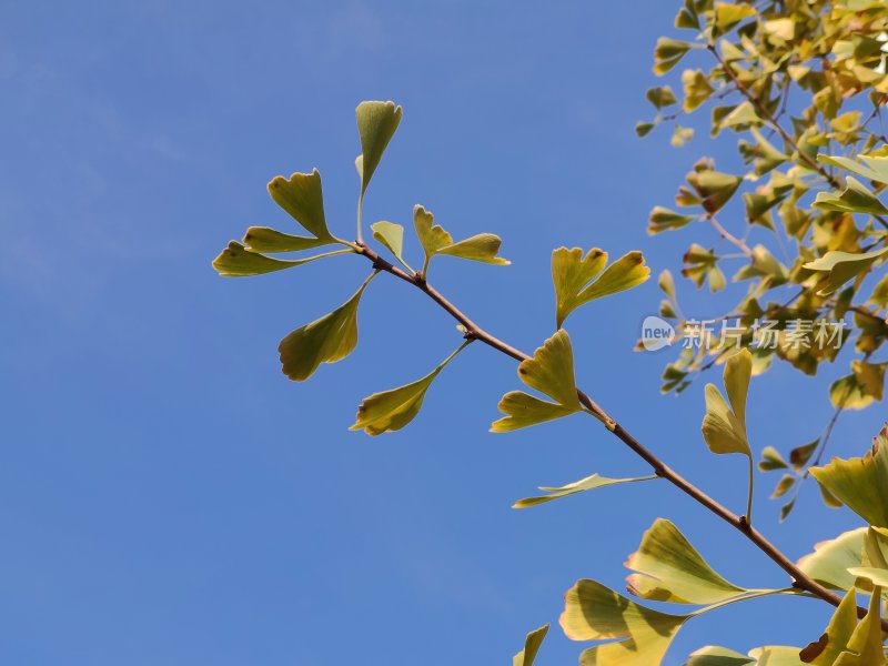 湛蓝的天空，银杏枝芽突破自我，冲破壁垒