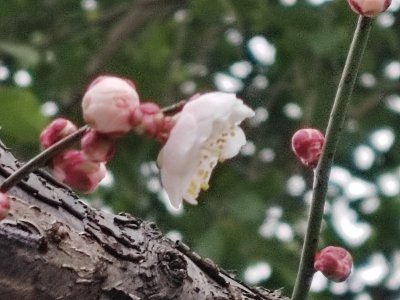 枝头梅花绽放 粉色花苞点缀其间