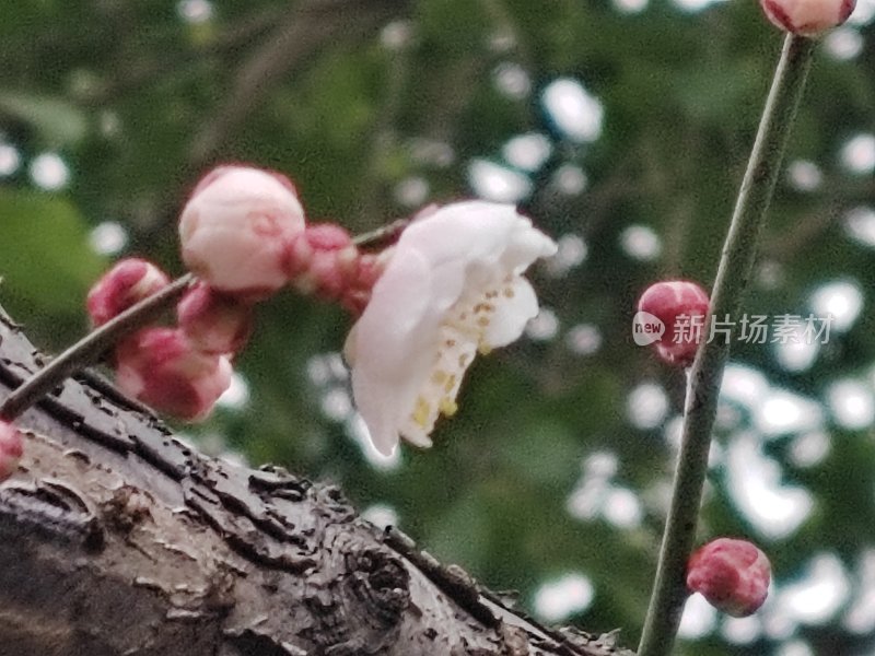 枝头梅花绽放 粉色花苞点缀其间