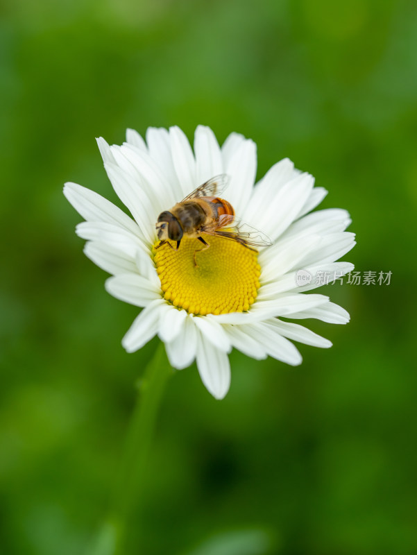 春天的大滨菊和蜜蜂微距特写