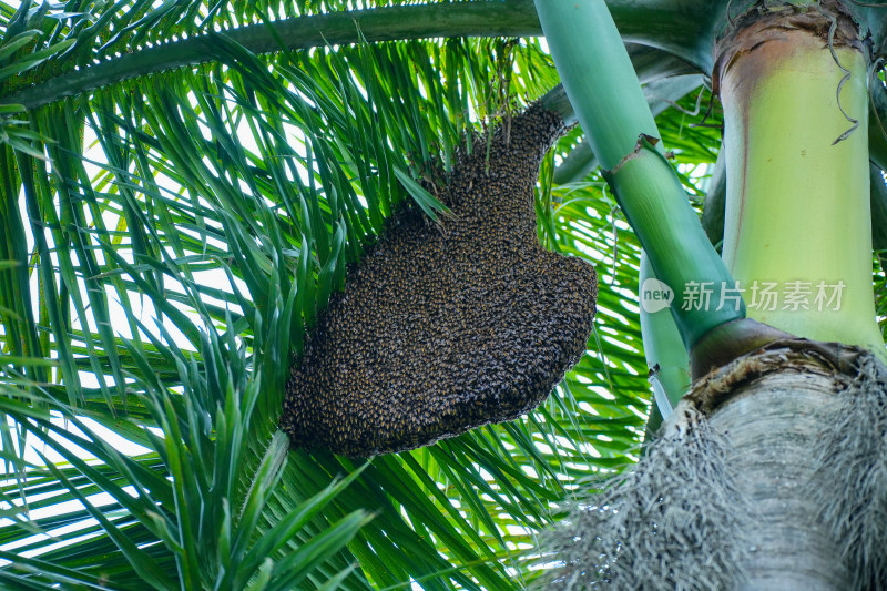棕榈树上的蜂巢