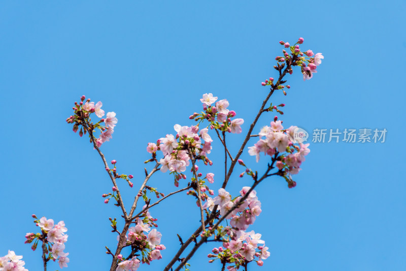 蓝天映衬下的粉樱花枝特写