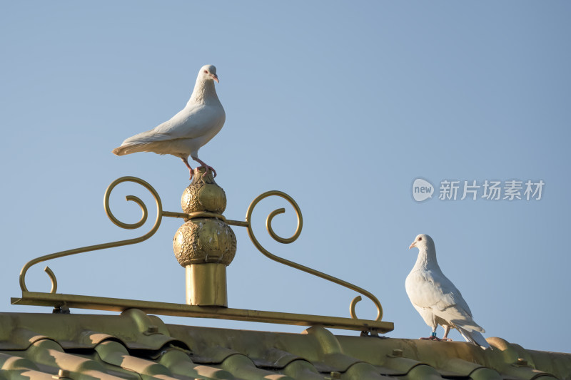 房顶上的鸽子