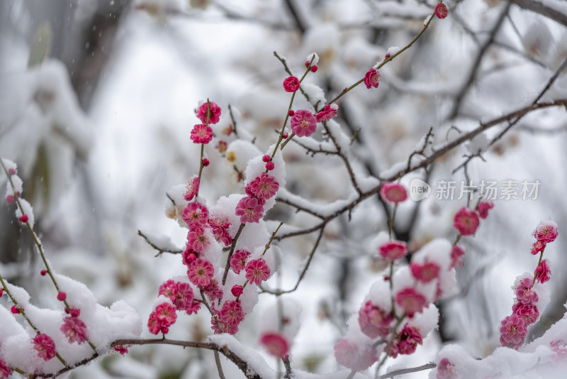 春天公园里雪中盛开的梅花