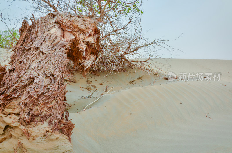 新疆塔克拉玛干沙漠胡杨树