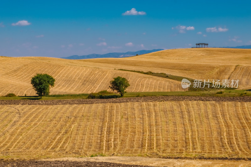 新疆北疆江布拉克麦田风光